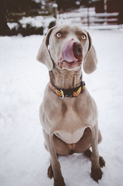 Great Lakes Weimaraner Rescue