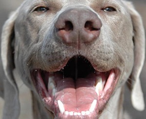 Great Lakes Weimaraner Rescue Happy Dog