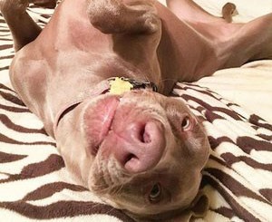 Great Lakes Weimaraner Rescue Derpy
