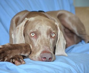 lGreat Lakes Weimaraner Rescue Looking
