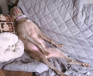 Great Lakes Weimaraner Rescue Relaxing