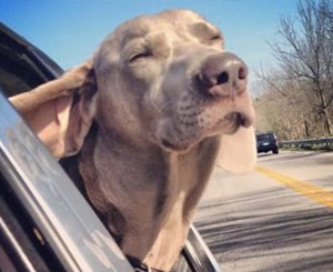 Great Lakes Weimaraner Rescue In the Wind