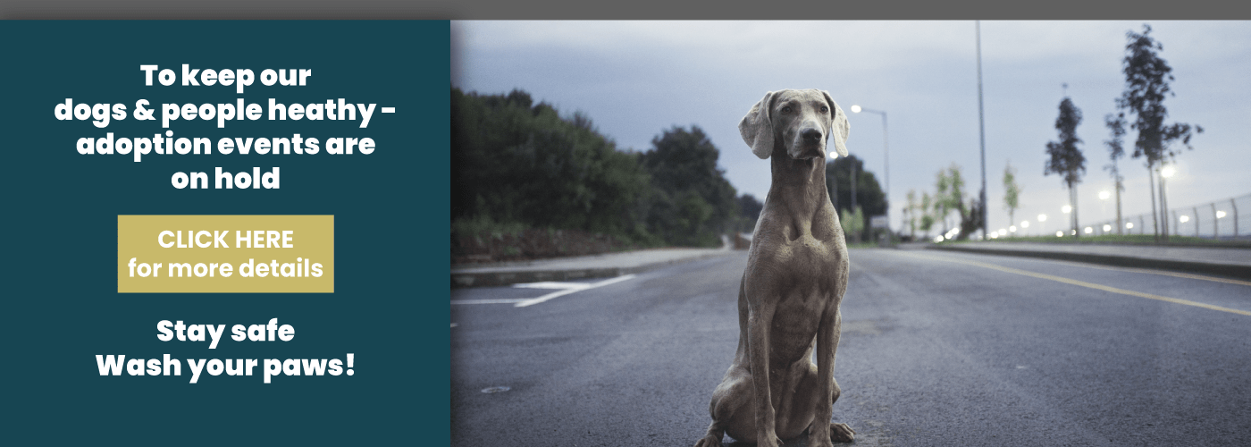 Great Lakes Weimaraner Rescue Your Great Lakes Weimaraner Rescue