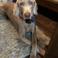 mikey - 4 year old weim
