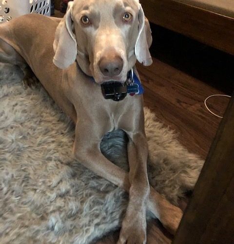 mikey - 4 year old weim