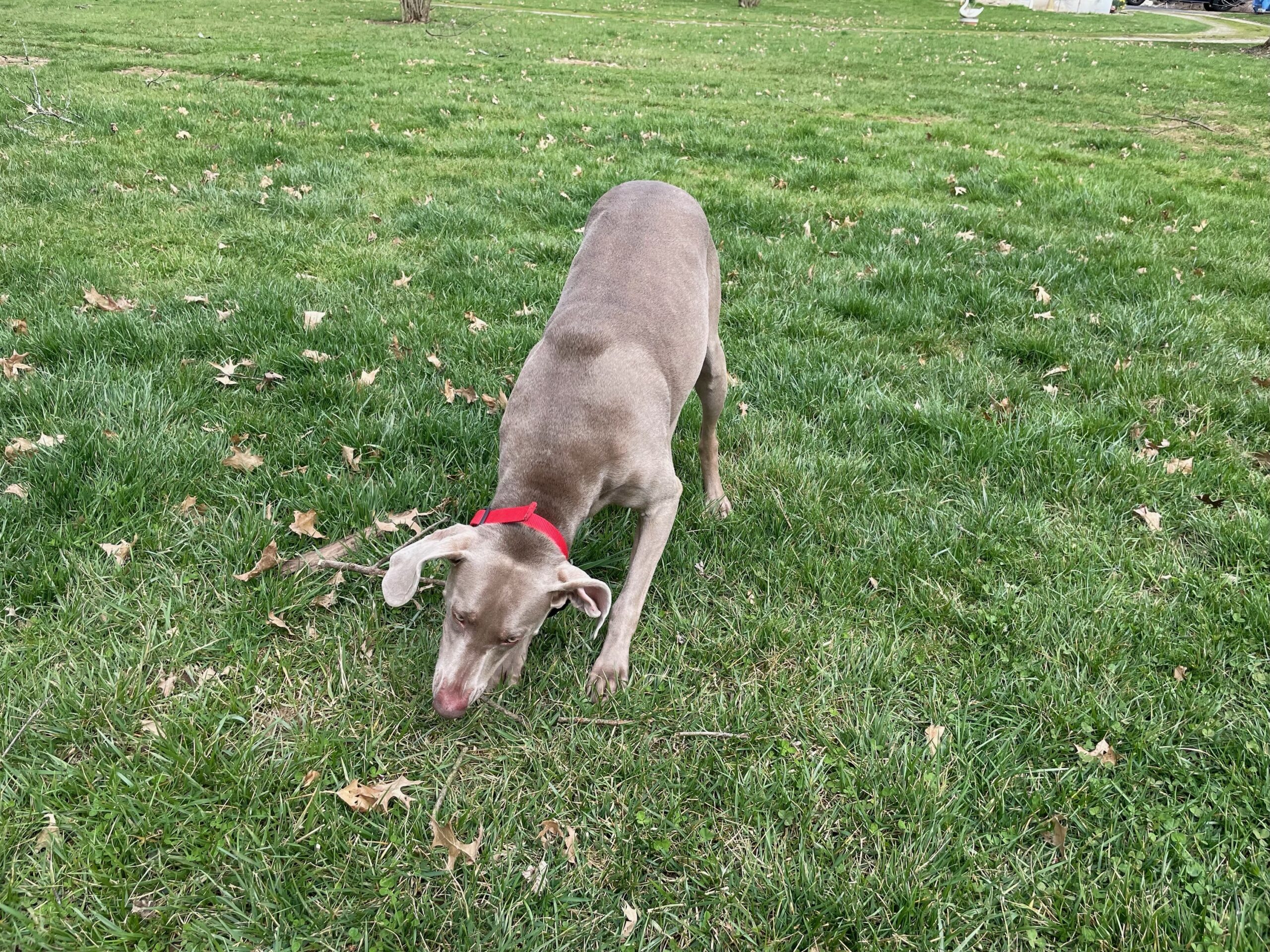 Daisy Great Lakes Weimaraner Rescue